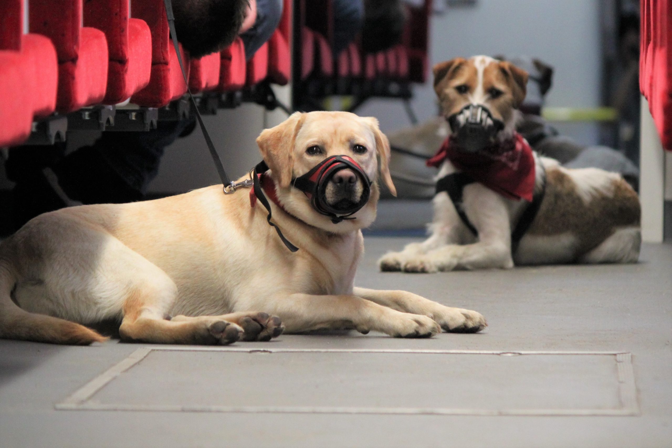 Service Dogs on Public Transportation