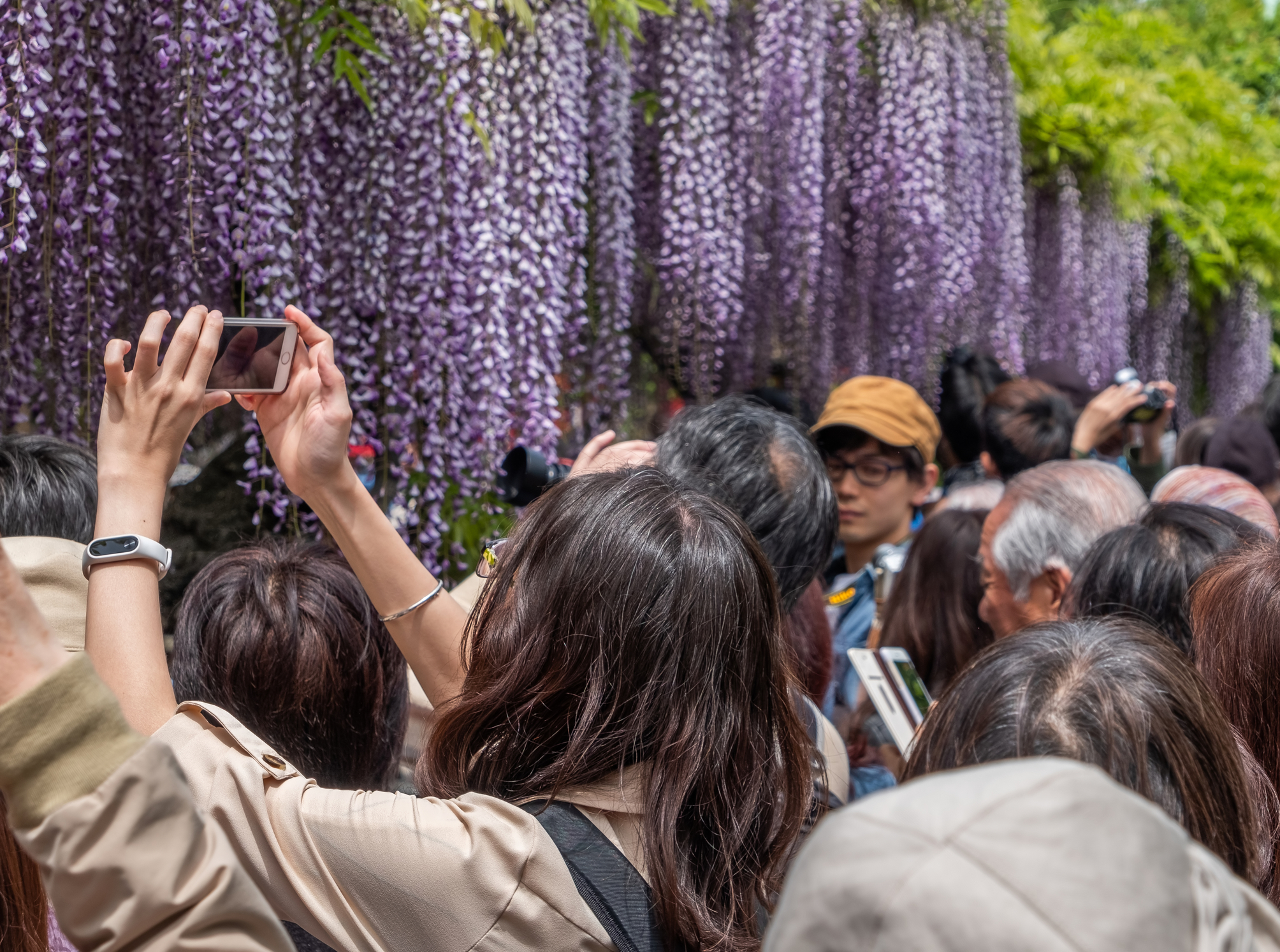 Kameido Tenjin Shrine Wisteria Festival, Tokyo