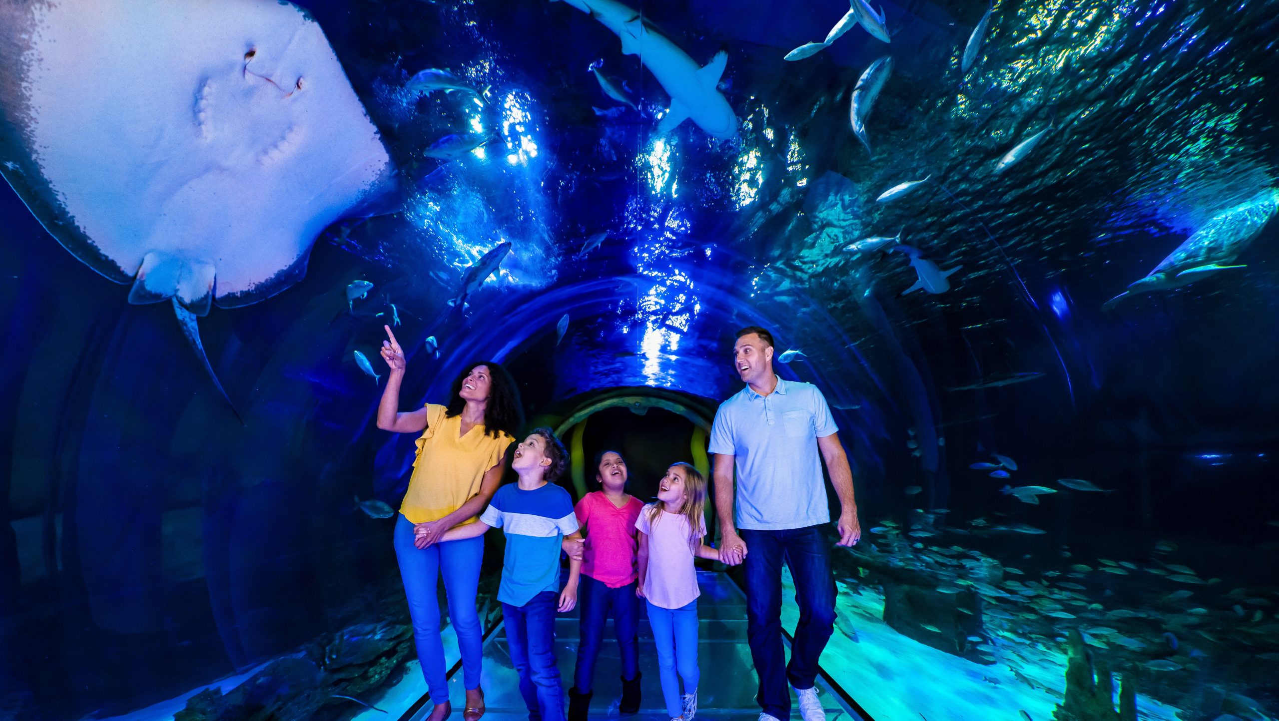 360 degree ocean tunnel at SEA LIFE Orlando Aquarium