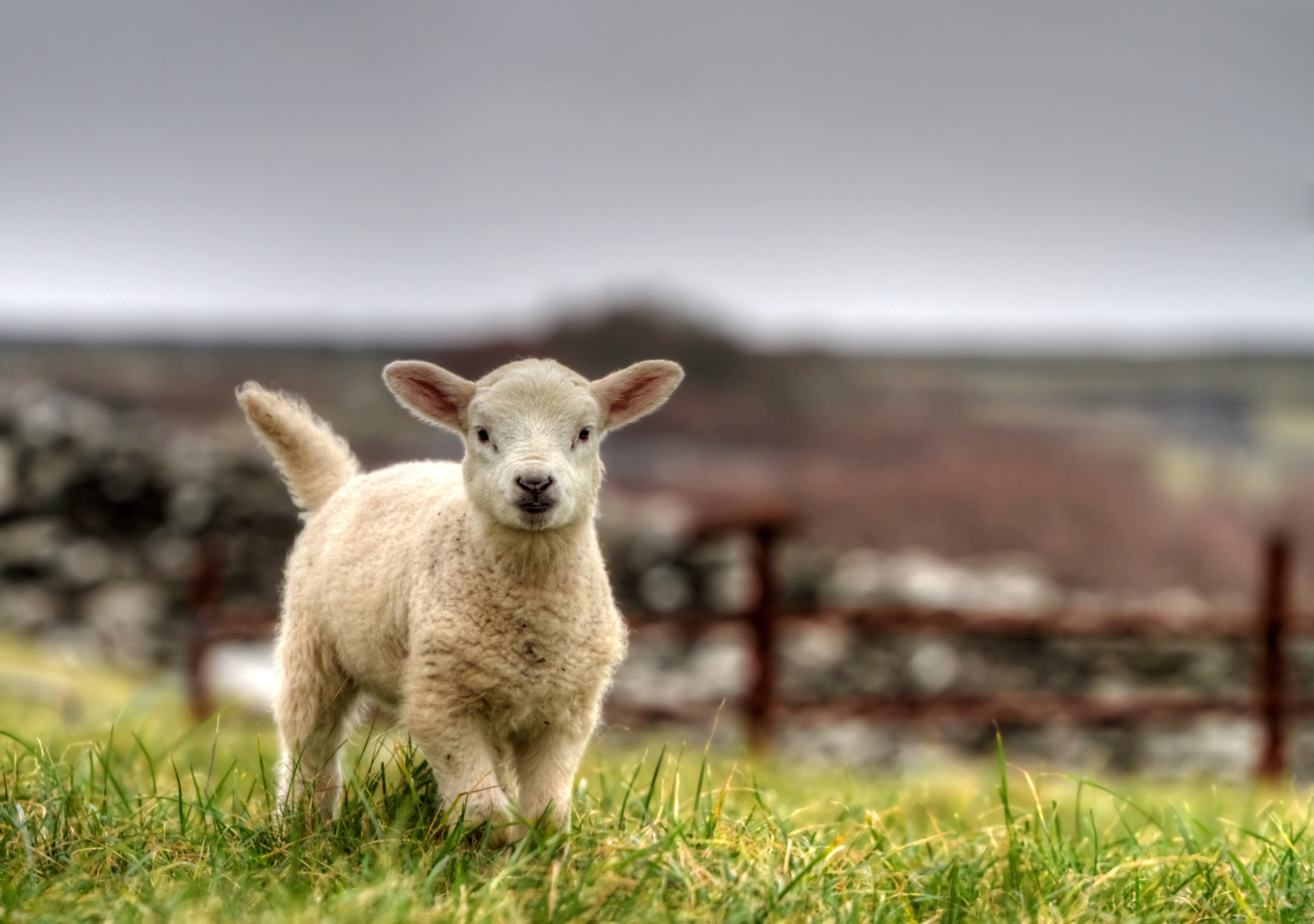 lamb in Ireland