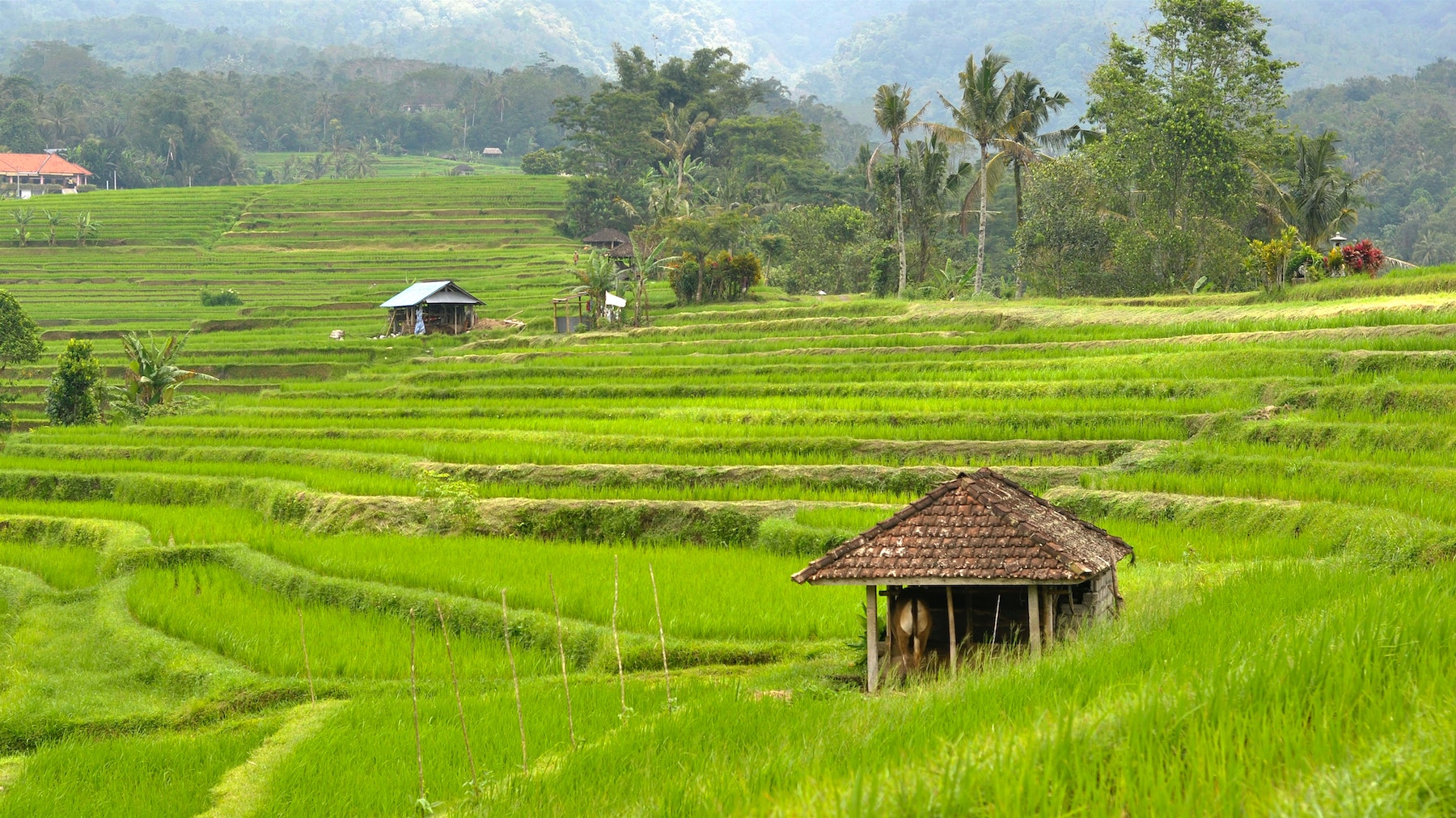 Jatiluwih Rice Terraces and Batukaru Temple