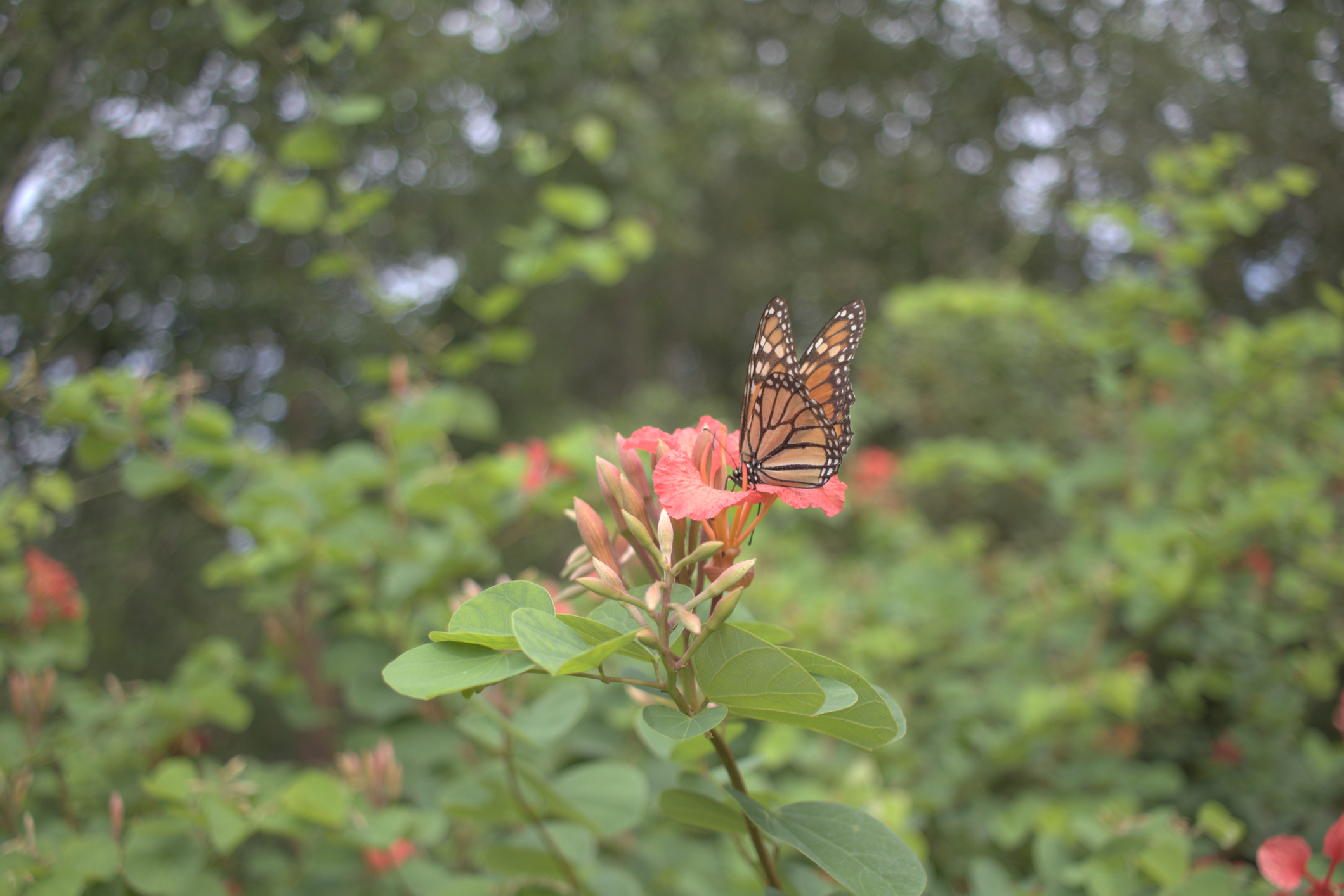 Butterfly on Plant