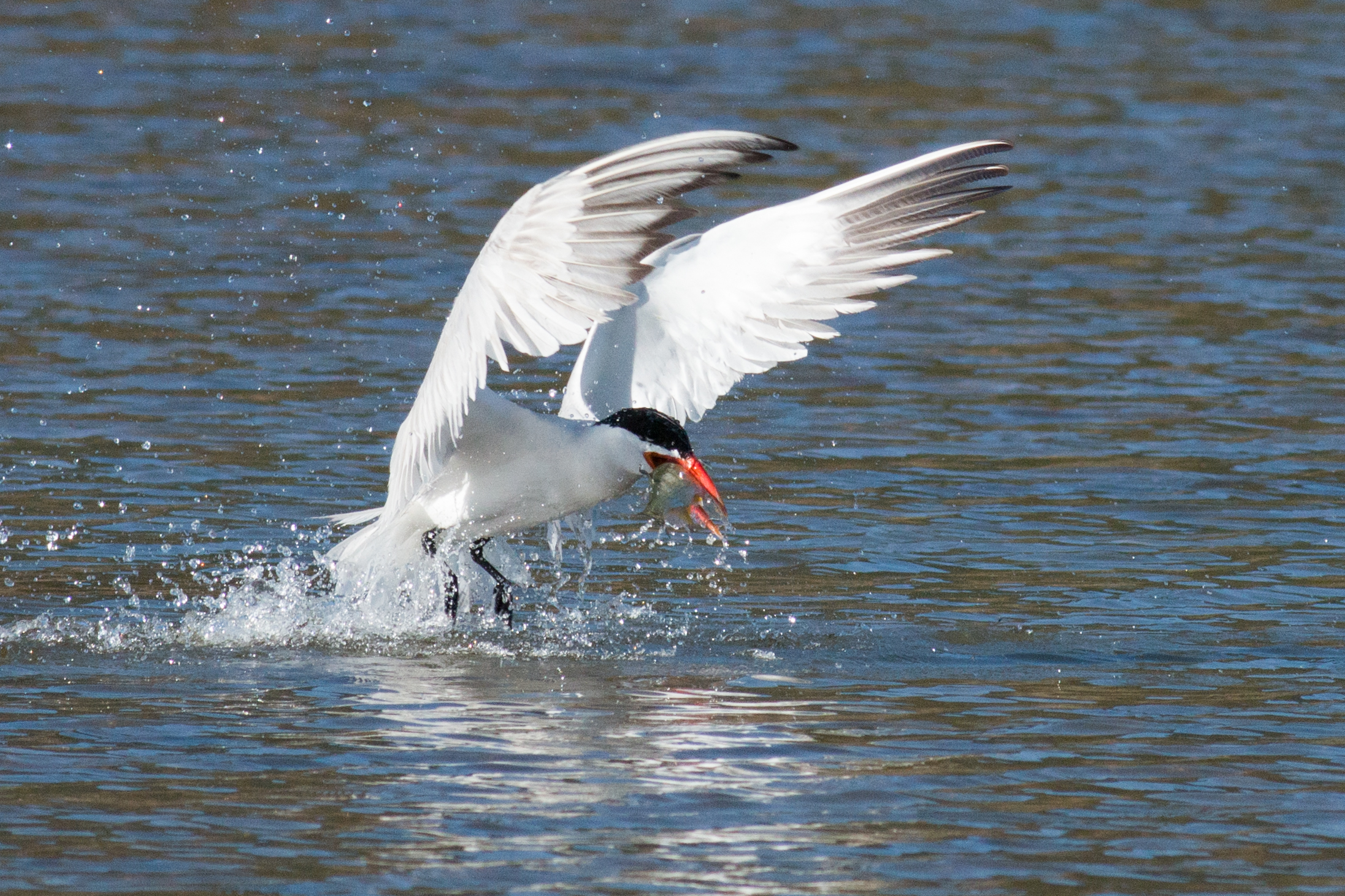 Caspian Tern at Emigrant Lake near Ashland, Oregon 