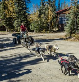 sled dogs working out during the summer