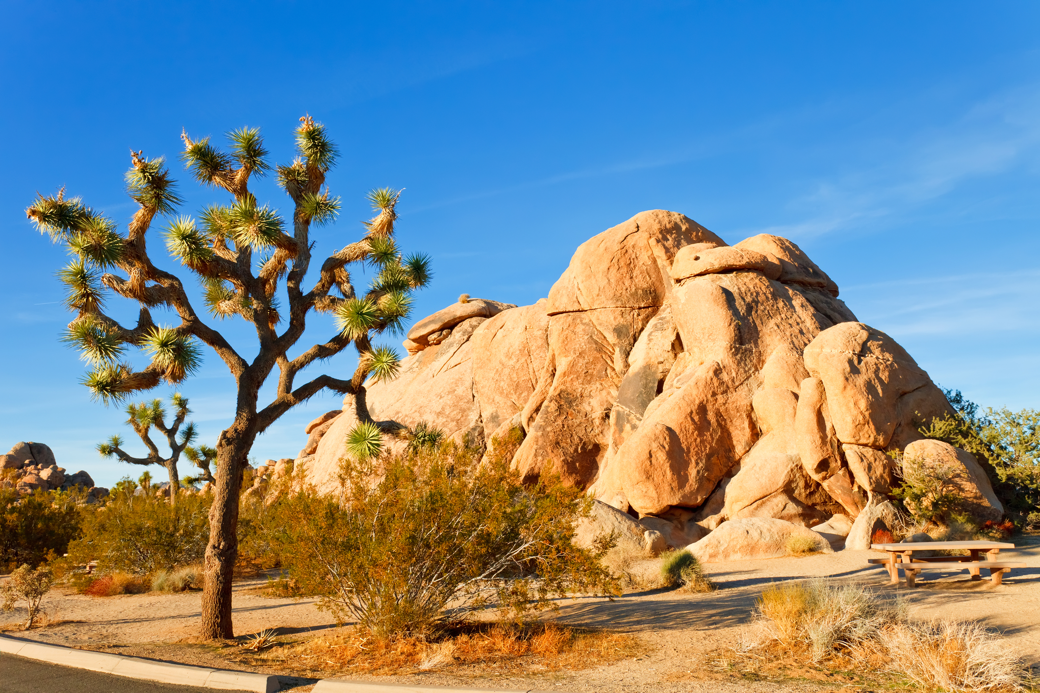 Joshua Tree National Park