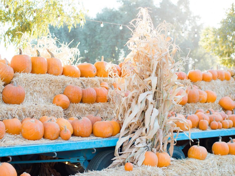 Vista Ranch Pumpkin Patch