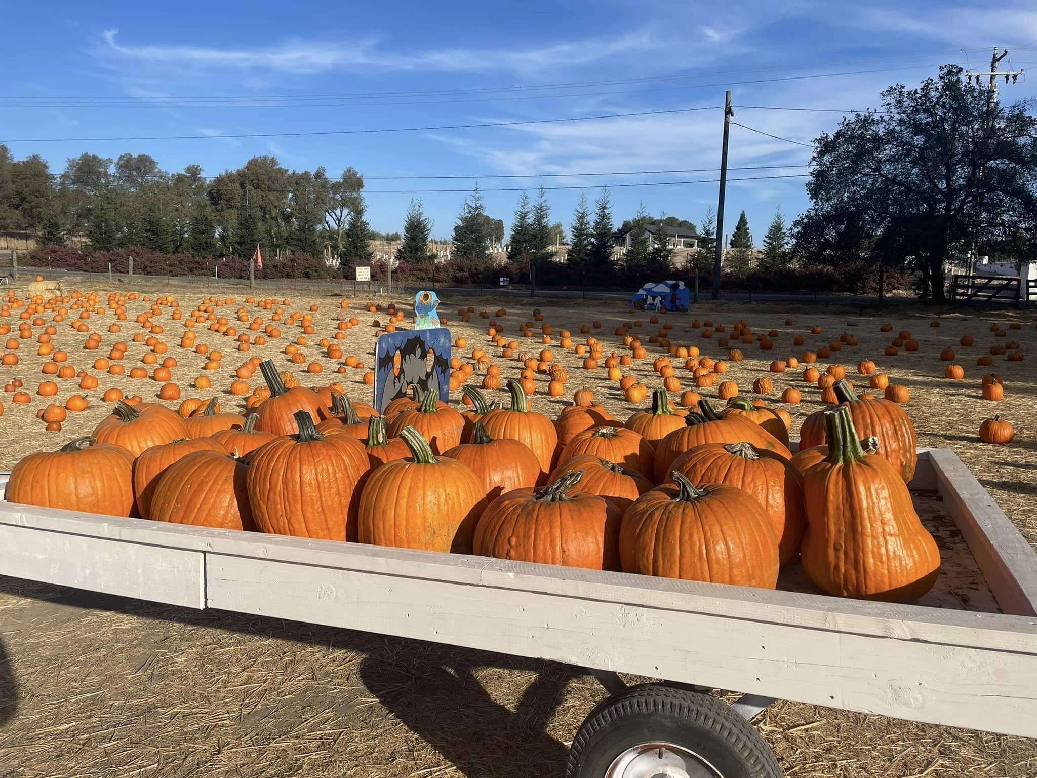 Rickey Ranch Pumpkin Patch