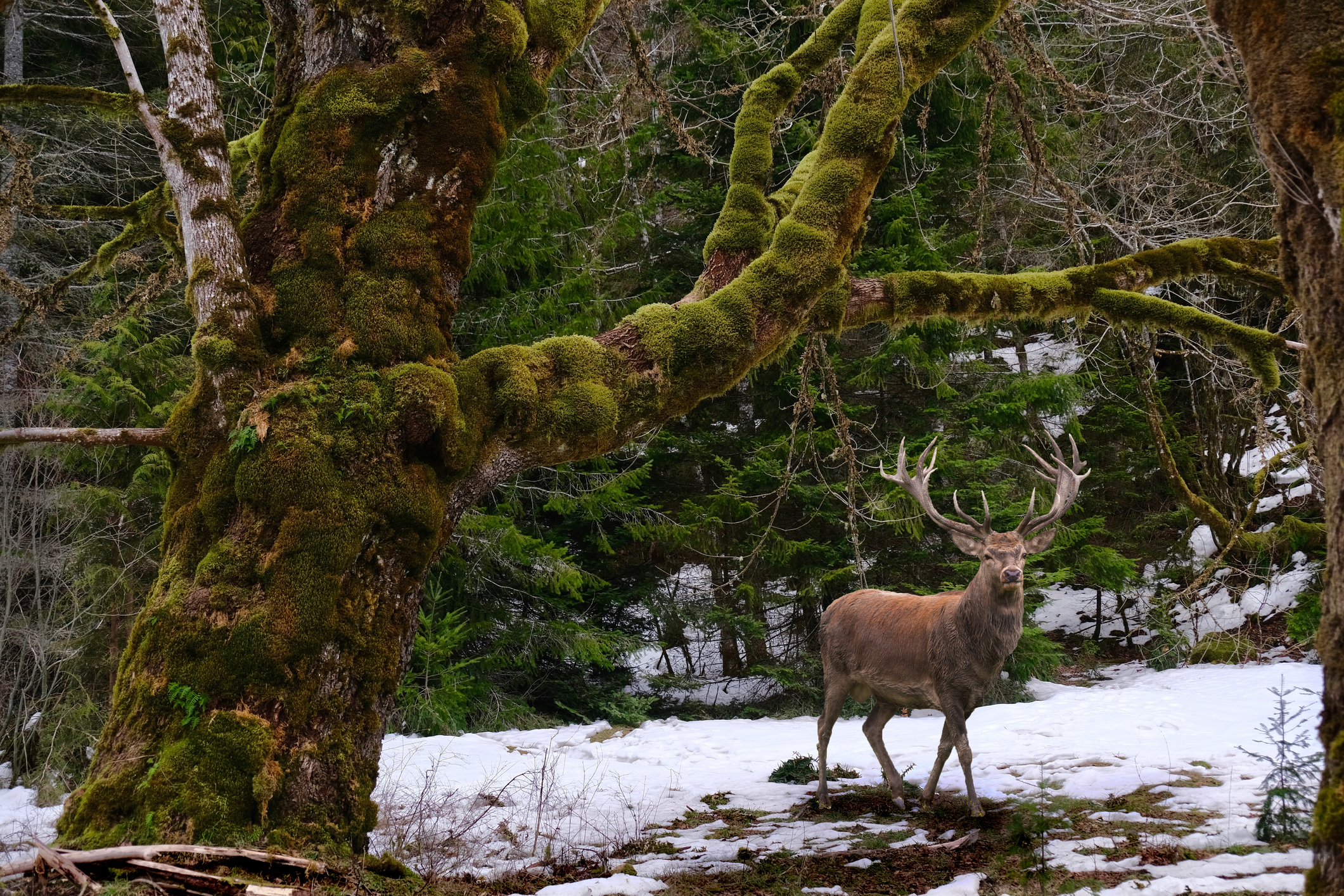 Elk in Olympic National Park near Elwha river