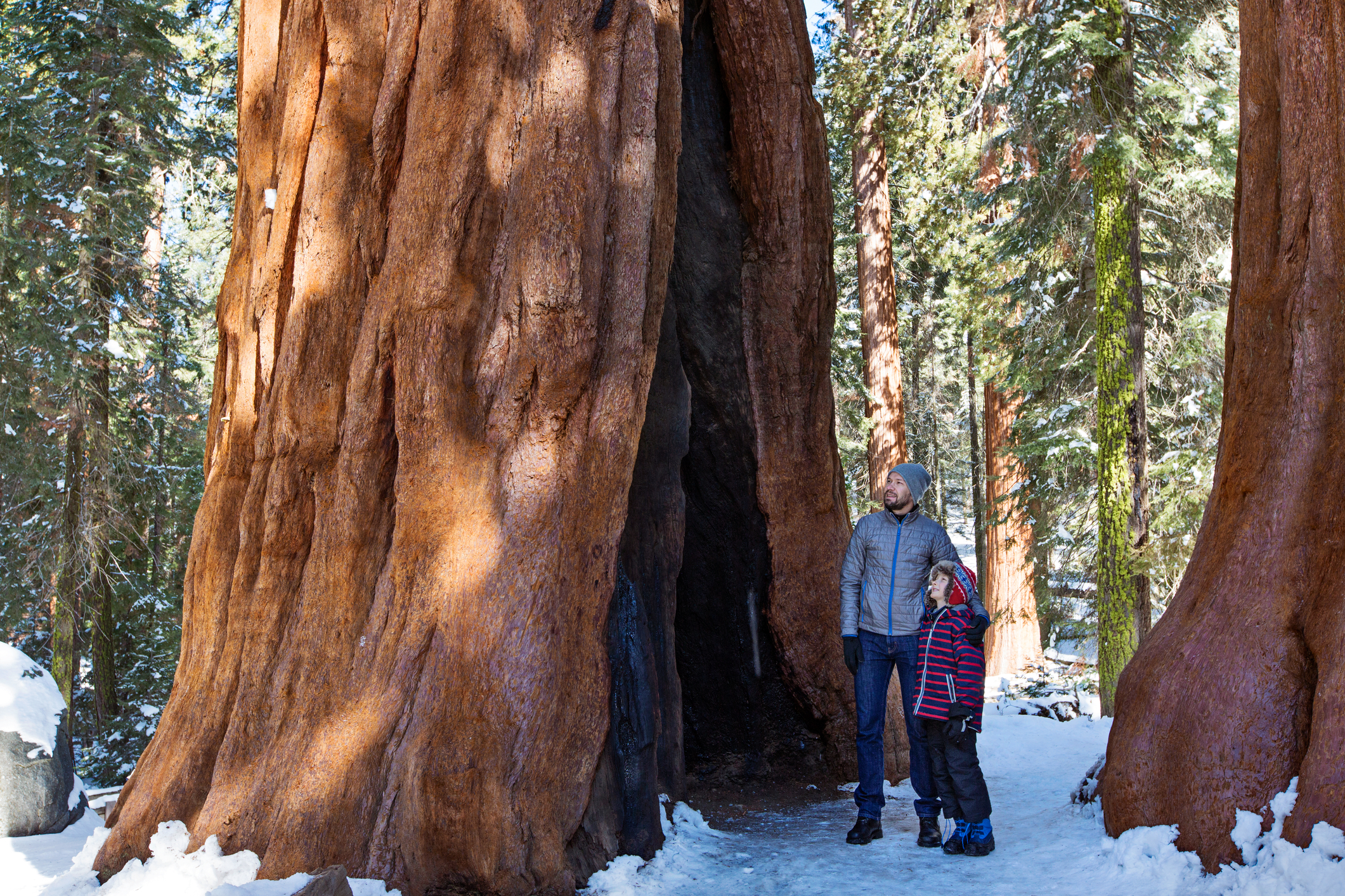 winter in Sequoia National Park, California