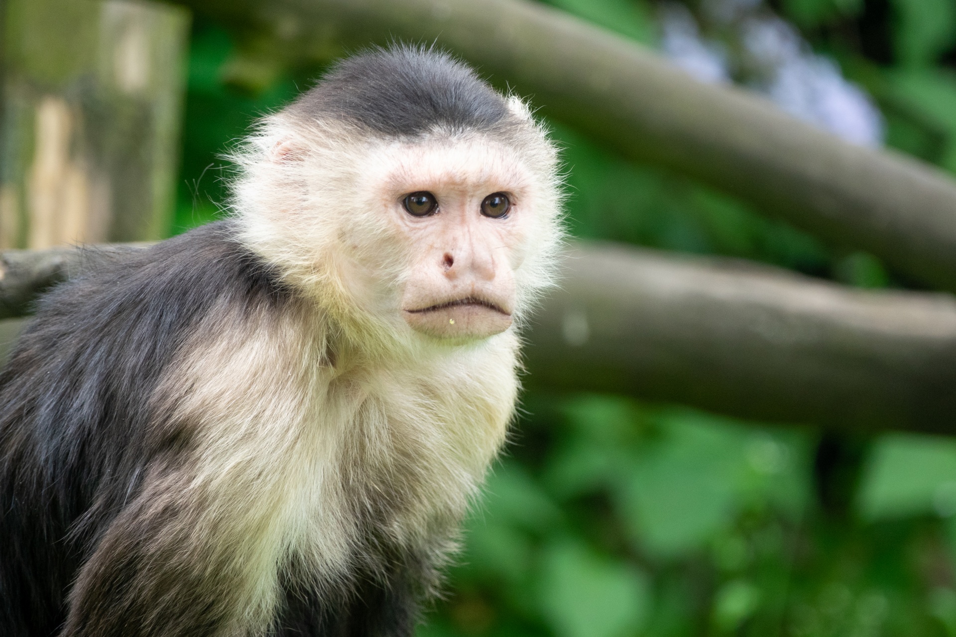 Capuchin Monkey