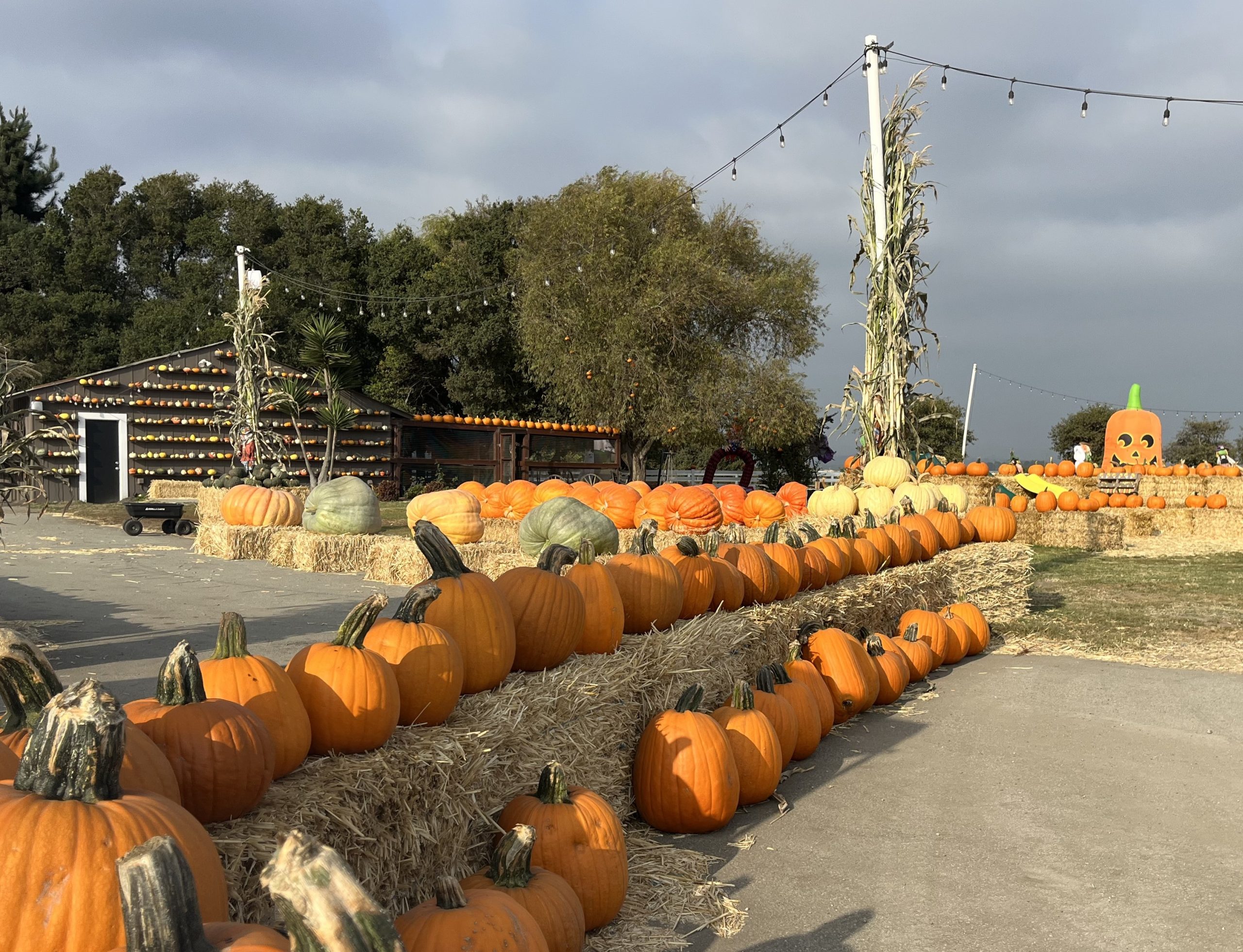 Borchard Farms