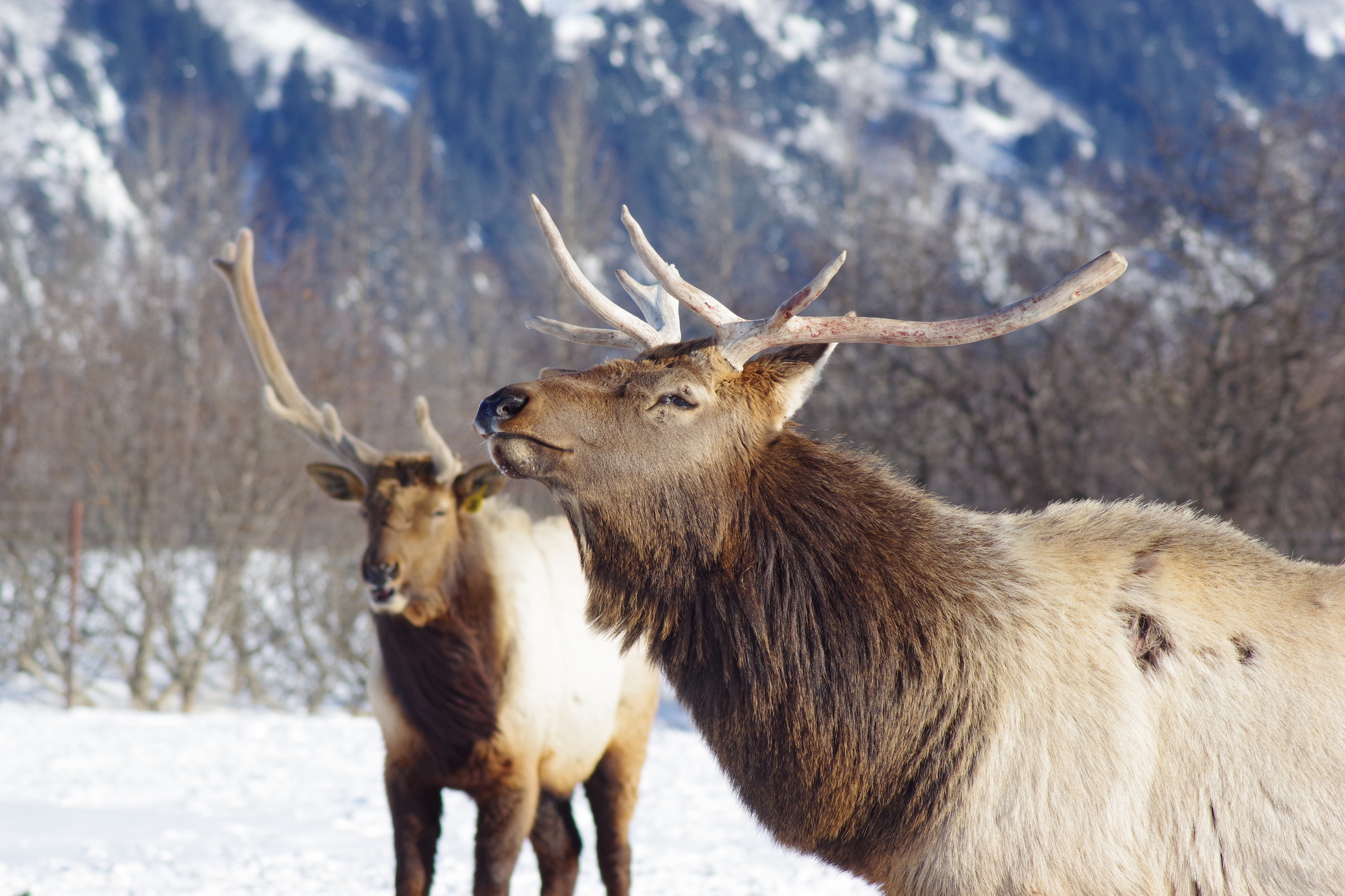 Winter in Girdwood, Alaska