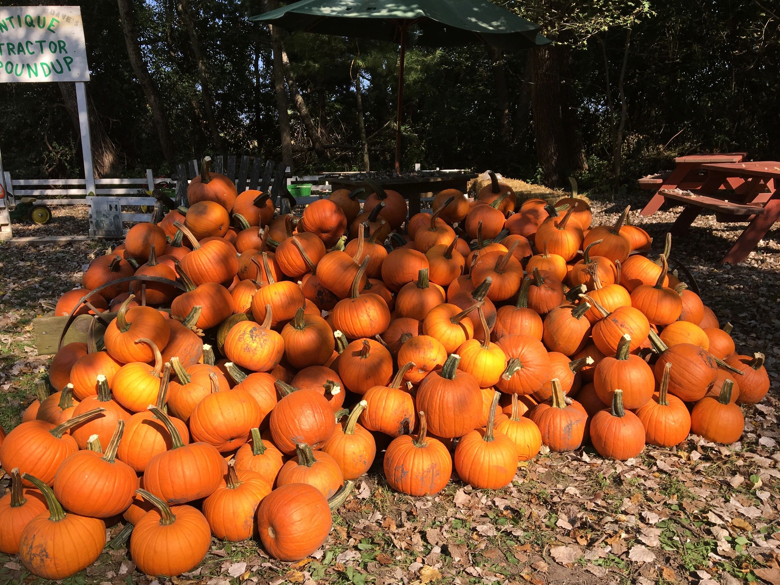 Dave’s Pumpkins